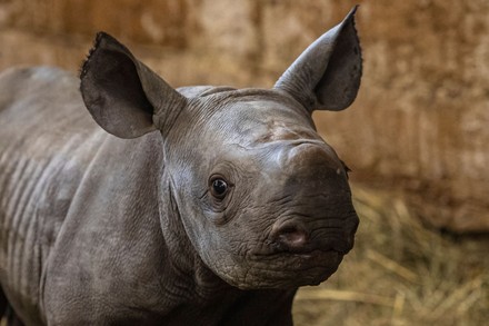 Newborn eastern black rhino named Kiyv in Dvur Kralove Safari Park, Dvur Kralove Nad Labem, Czech Republic - 16 Mar 2022