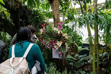 NY: Orchid show at New York Botanical Garden, United States - 19 Mar 2022
