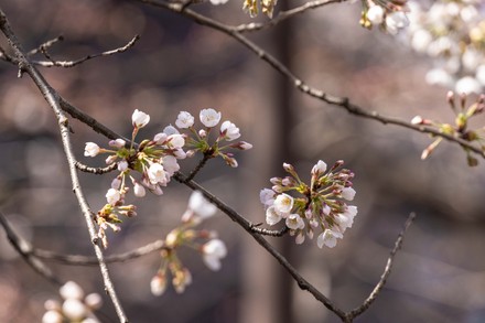 Tokyo, Japan. 24th Mar, 2022. The traditional Japanese Cherry blossom  season in Tokyo is set to start on March 28, 2022. Some Sakura trees  started to bloom already, like here in Naka
