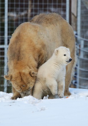 Brodie Polar Bear Cub Gets His Editorial Stock Photo Stock Image