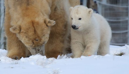 Brodie Polar Bear Cub Gets His Editorial Stock Photo Stock Image