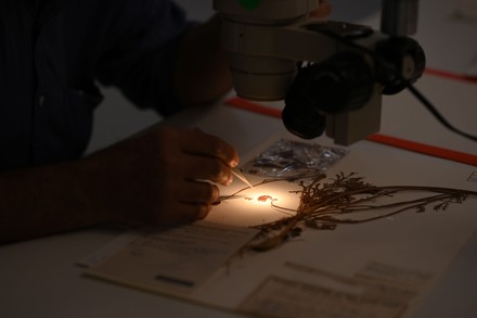 New National Herbarium New South Wales Editorial Stock Photo Stock