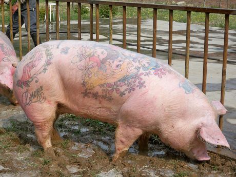Wim Delvoye Tattooing Pigs For The Art Of