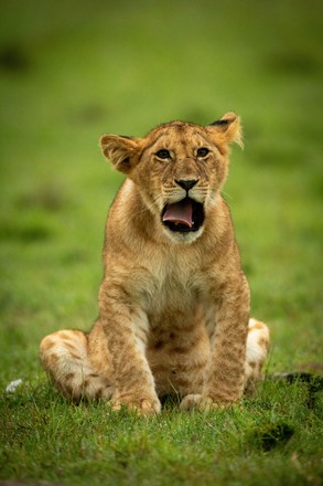 Lion cub, Kicheche Bush Camp in the Masai Mara, Kenya - 08 Apr 2022