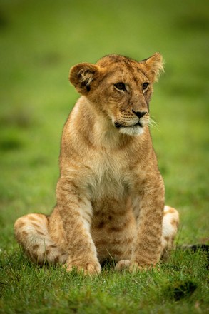 Lion cub, Kicheche Bush Camp in the Masai Mara, Kenya - 08 Apr 2022