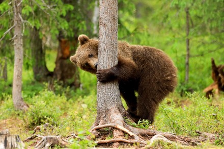 1,000 Hide and seek Stock Pictures, Editorial Images and Stock Photos ...