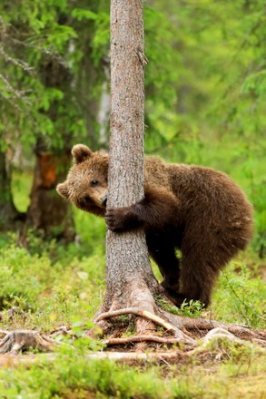 1,000 Hide And Seek Stock Pictures, Editorial Images And Stock Photos 