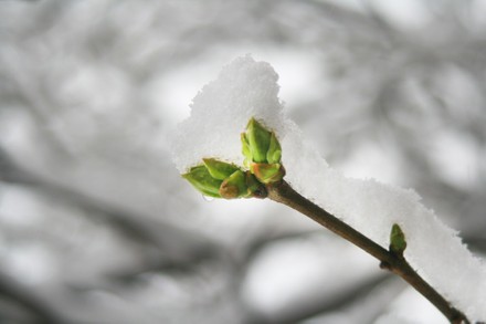 Spring Season Snowstorm In Toronto, Canada - 18 Apr 2022