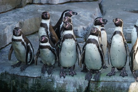 30 Penguin cage Stock Pictures, Editorial Images and Stock Photos ...