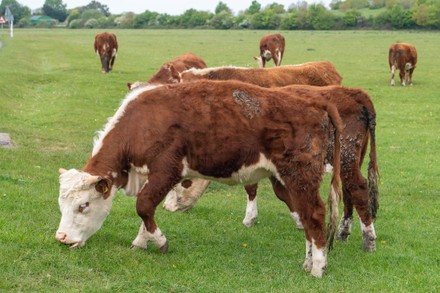 Beef farming, Dorney, Buckinghamshire, UK - 28 Apr 2022