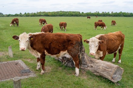 Beef farming, Dorney, Buckinghamshire, UK - 28 Apr 2022