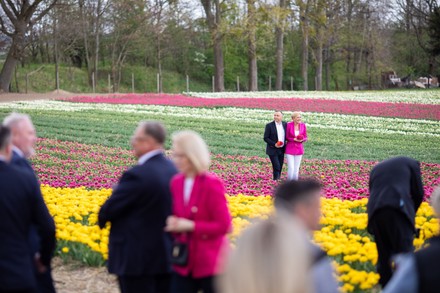 Tulipan o nazwie 'Agata Kornhauser-Duda', Chrzypsko Wielkie, Poland - 01 May 2022