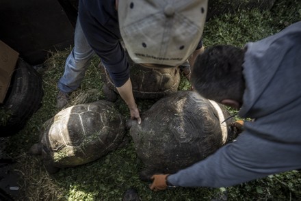 Employees of Feldman-Eco Park in Ukraine Move Rescued Turtles to New Location, Kharkiv - 02 May 2022