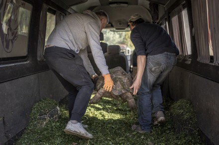 Employees of Feldman-Eco Park in Ukraine Move Rescued Turtles to New Location, Kharkiv - 02 May 2022