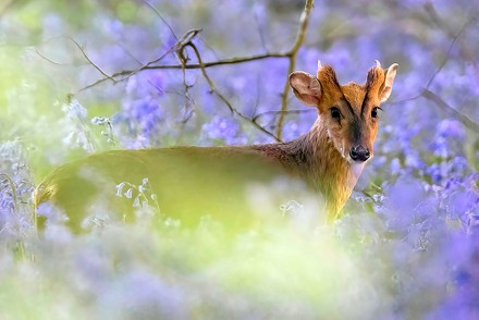 Spring Deer in bluebell woods, Latimer, Buckinghamshire, UK - 05 May 2022