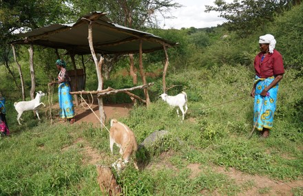 Women Tend Goats Katangi Village Machakos Editorial Stock Photo - Stock ...