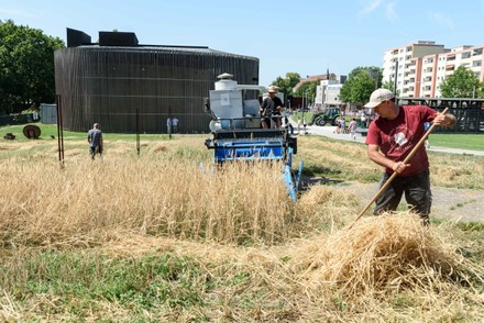 Rye Harvest in The Former Dead Strip in Berlin, berlin, berlin, germany - 25 Jul 2019