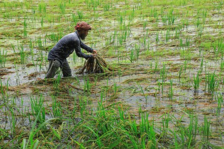 250 Paddy farms Stock Pictures, Editorial Images and Stock Photos ...