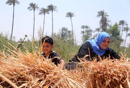 Egyptian Farmers Harvest Wheat Fields Banha Editorial Stock Photo ...