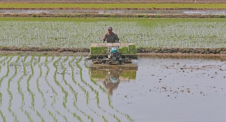 500 Sowing rice Stock Pictures, Editorial Images and Stock Photos ...