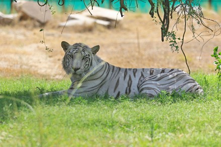 Painting of Bengal Tiger Resting in the Grass on Display at Jaipur