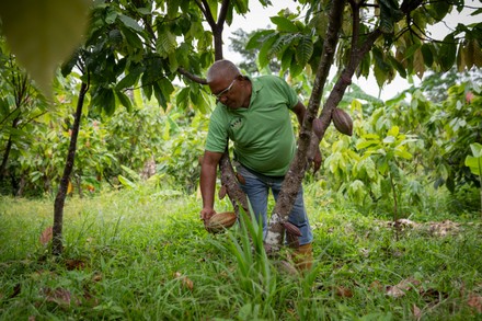 Cocoa production in Venezuela, Tacarigua - 27 May 2022