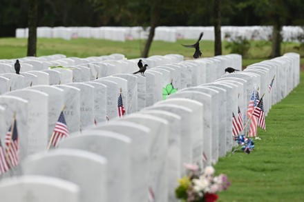 250 South Florida Cemetery Stock Pictures Editorial Images And Stock   Shutterstock 12964169f 