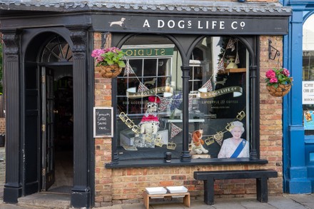 Window Display Dogs Life Shop Cafe Editorial Stock Photo - Stock Image ...