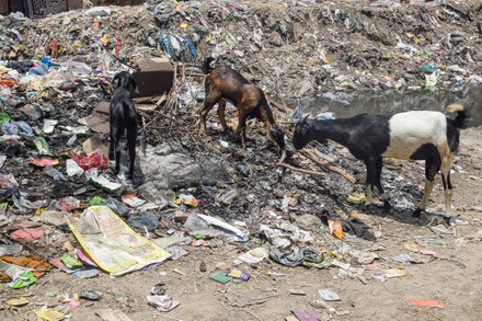 Goats Eat Garbage Dump Full Garbage Editorial Stock Photo - Stock Image ...