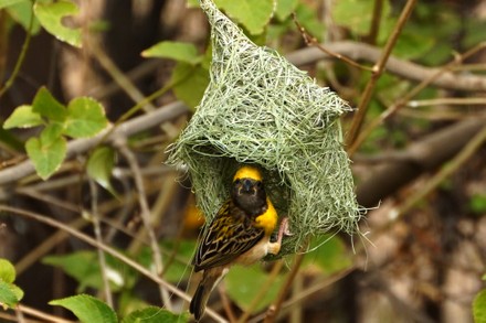 Baya Weaver Ploceus Philippinus Builds Nest Editorial Stock Photo ...