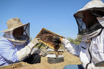 2,000 Honey farm Stock Pictures, Editorial Images and Stock Photos ...