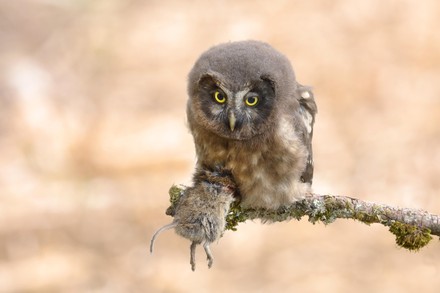 10,000 Owl Stock Pictures, Editorial Images and Stock Photos | Shutterstock