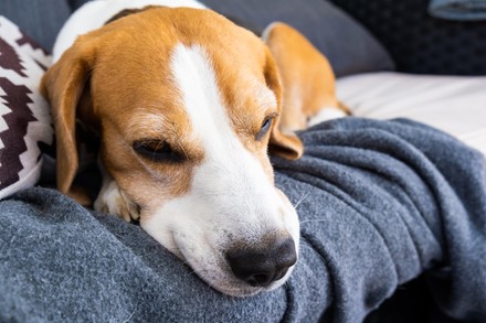 500 Beagle dogs Stock Pictures, Editorial Images and Stock Photos ...