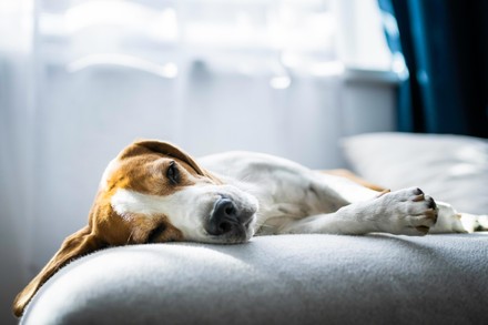 750 Sleeping dog Stock Pictures, Editorial Images and Stock Photos ...