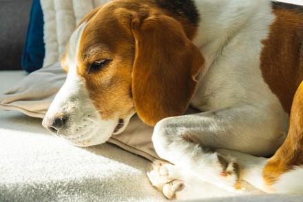500 Beagle dogs Stock Pictures, Editorial Images and Stock Photos ...