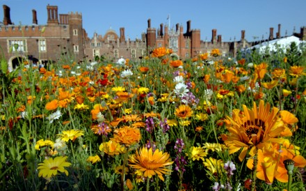 Flower Meadow, Hampton Court Palace Summer Festival, UK - 18 Jun 2022