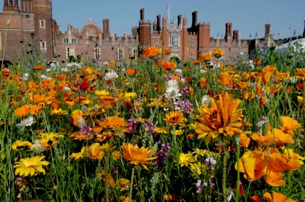 Flower Meadow, Hampton Court Palace Summer Festival, UK - 18 Jun 2022
