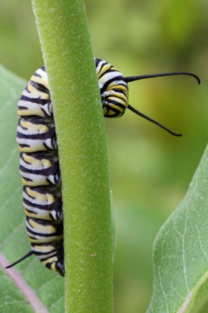 Monarch Butterfly Caterpillar, Markham, Canada - 26 Jun 2022