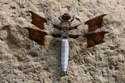 Common Whitetail Dragonfly, Toronto, Canada - 30 Jun 2022