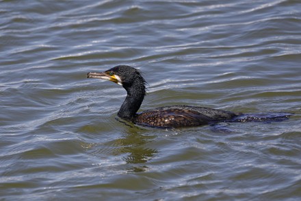 2,000 Phalacrocorax Stock Pictures, Editorial Images and Stock Photos ...