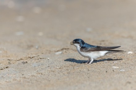 500 Hirundinidae Stock Pictures, Editorial Images and Stock Photos ...