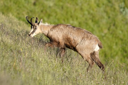 2,000 Alpine meadows Stock Pictures, Editorial Images and Stock Photos