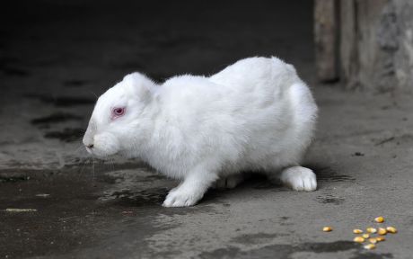 250 Rabbit ear Stock Pictures, Editorial Images and Stock Photos ...