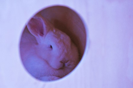 fotos de One Many Domestic Rabbits Seen Krakows - Foto de stock de ...