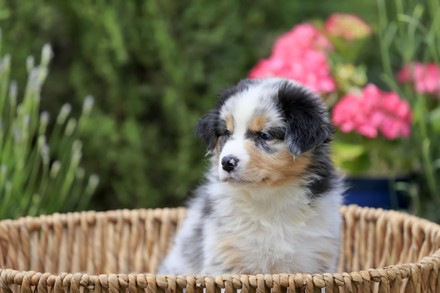 750 Australian shepherd Stock Pictures, Editorial Images and Stock ...