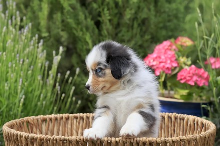 750 Australian shepherd Stock Pictures, Editorial Images and Stock ...