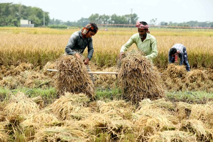 2,000 Paddy harvesting Stock Pictures, Editorial Images and Stock ...