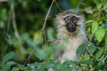 Vervet Monkey Murchisson National Park Uganda Editorial Stock Photo ...