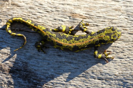 250 Fire salamander Stock Pictures, Editorial Images and Stock Photos ...