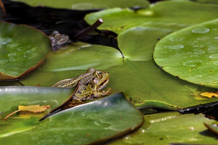 500 Lily pad Stock Pictures, Editorial Images and Stock Photos ...